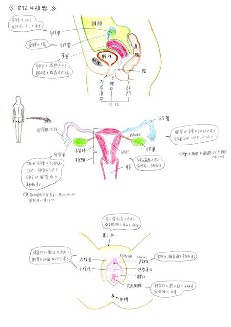 陰莖陰道|女性陰部解剖構造